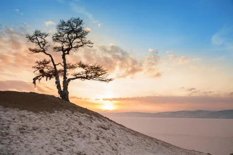 Shaman tree Foto stock