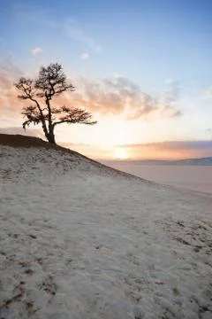 Shaman tree Foto stock