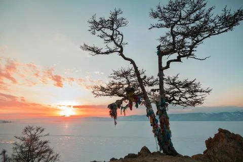 Shaman tree Stock Photos