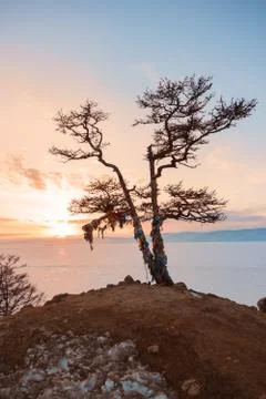 Shaman tree Foto stock