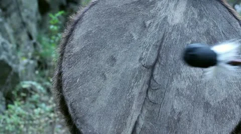 Shaman's drum Stock Footage 16991037