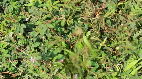 Shame leaves Stock Footage 42856979