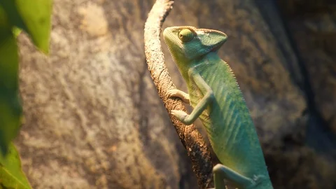 Сhameleon Video stock 96486527
