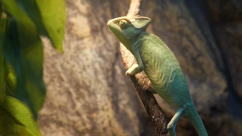 Сhameleon Stock Footage 96486609