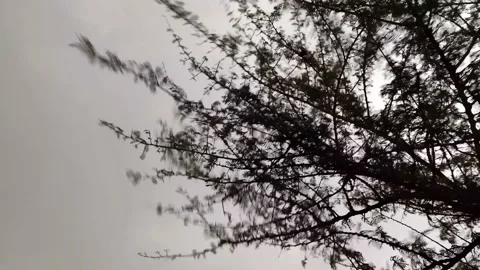 Shami tree moving for fast wind Stock Footage 154355543