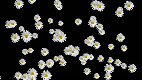 Сhamomile Stock Footage 134887871