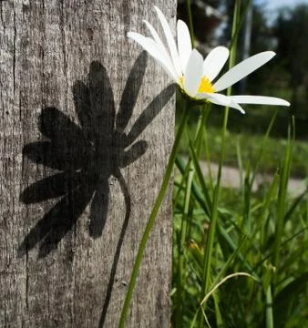 Сhamomile Stock Photos