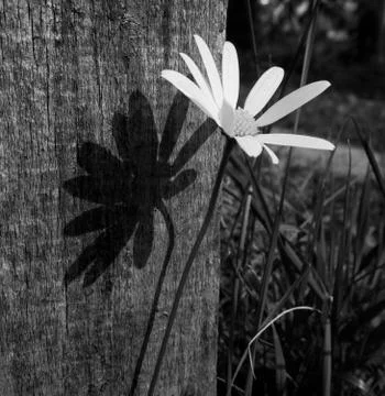 Сhamomile Stock Photos