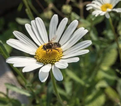 Сhamomile Stock Photos