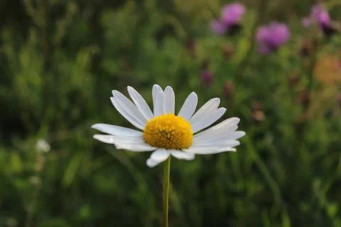 Сhamomile Stock Photos