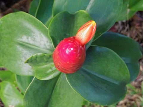 Shampoo ginger Stock Photos