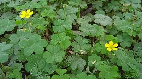 Shamrock flowers Stock Footage 149933980