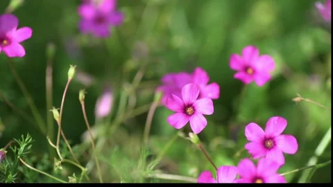Shamrock Flowers Stock Footage 161282822