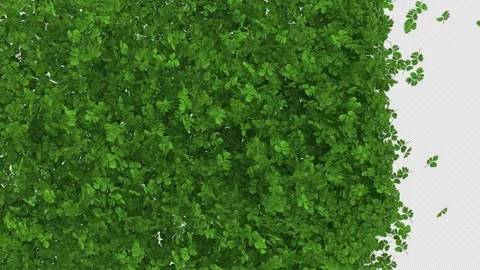 Shamrock Leaf Transition on Alpha Stock Footage 303613813