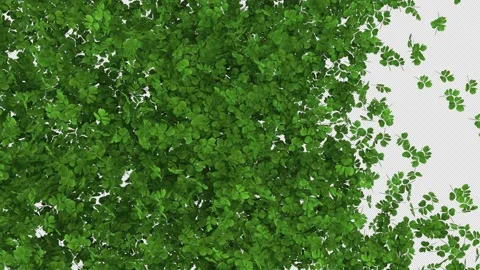 Shamrock Leaf Transition on Alpha Stock Footage 303964270