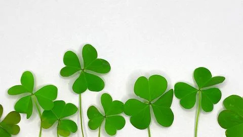 Shamrock leaf on a white background Stock Photos