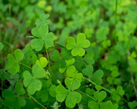 Shamrock Stock Photos