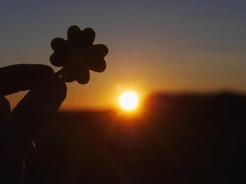 Shamrock Stock Photos