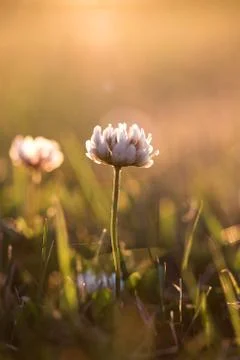 Shamrock Stock Photos