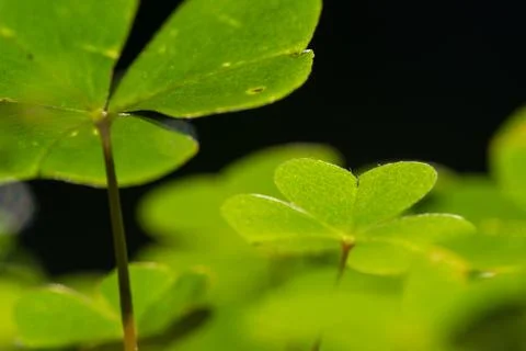 Shamrock Foto stock