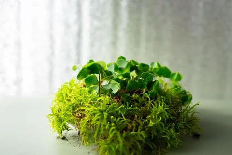 Shamrock Stock Photos