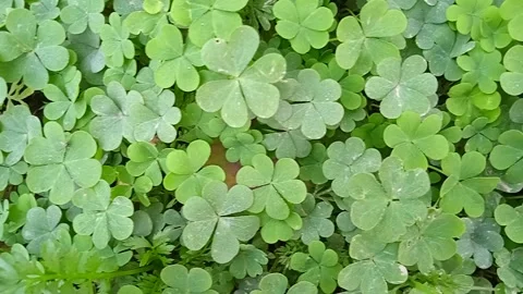 Shamrock plant Stock Footage 148239157