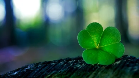 Shamrock in summer forest Video stock 97176568