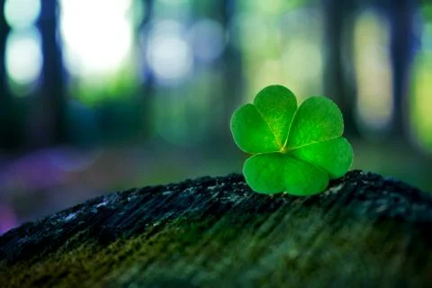 Shamrock in summer forest Stock Photos