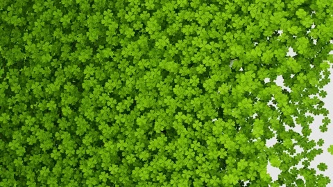 Shamrock Transitions 02 4K Stock Footage 303045833