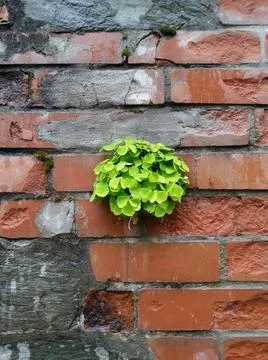 Shamrock on wall Foto stock