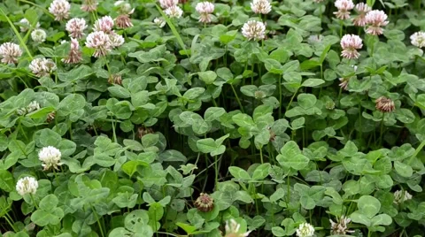 Shamrocks Blowing in the WInd Stock Footage 54112342