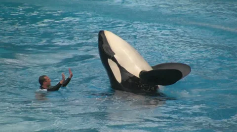 Shamu and Trainer Waving at Crowd Stock Footage 31981466