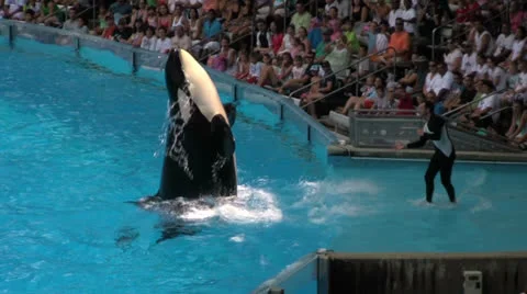 Shamu Rolling Over and Waving at Seaworld Crowd During Show Video stock 24011014