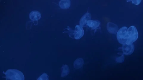 Shanghai Aquarium Stock Footage 153074248