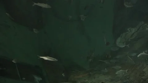 Shanghai Aquarium Stock Footage 153074887