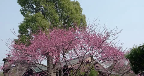 Shanghai Baoshan Temple, spring, cherry blossoms Stock Footage 243458353