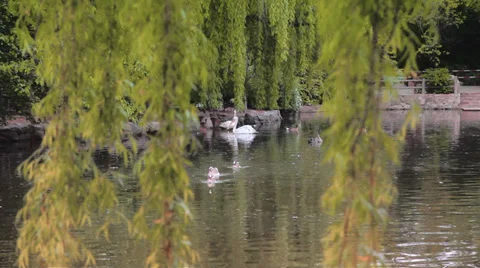 Shanghai park scene Stock Footage 38731431