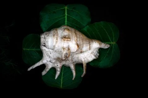 Shankha - Brass Conch Shell . Stock Photos