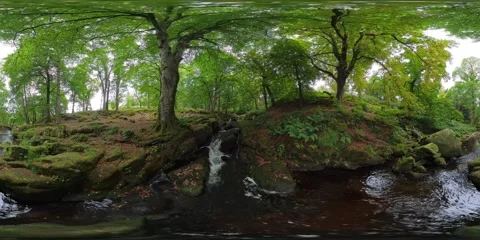 The Shankill River upstream in a forest. Stock Footage 345678497