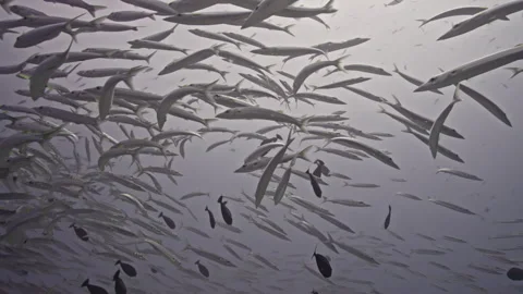 Shaol of barracuda Video stock 340187359