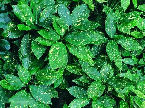 Shape and pattern of freshness green leaves for the natural background and wa Stock Photos