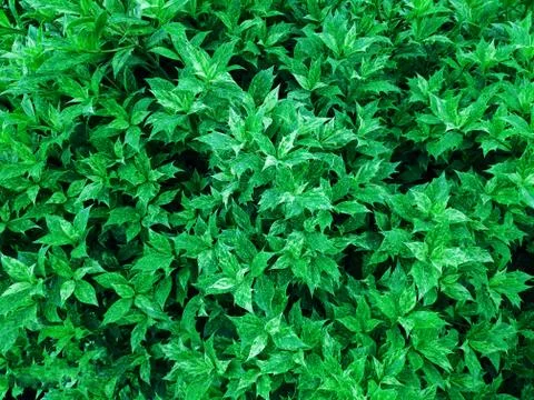 Shape and pattern of freshness green leaves for the natural background and wa Stock Photos