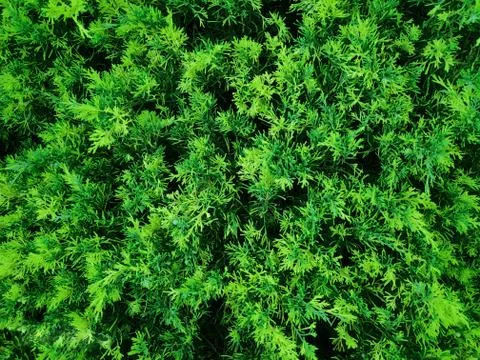 Shape and pattern of freshness green leaves for the natural background and wa Stock Photos