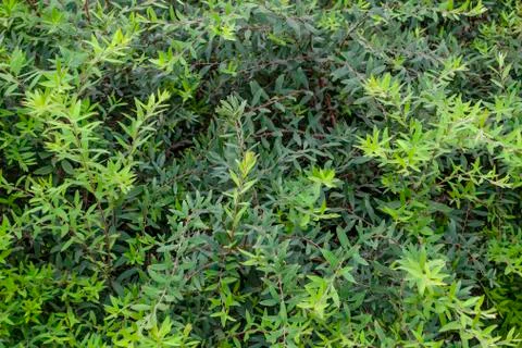 Shape and pattern of freshness green leaves for the natural background and wa Stock Photos