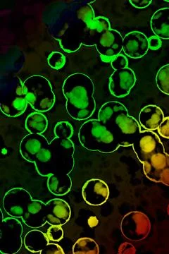 Shape of bacterial cell: cocci, bacilli, spirilla bacteria Stock Illustration