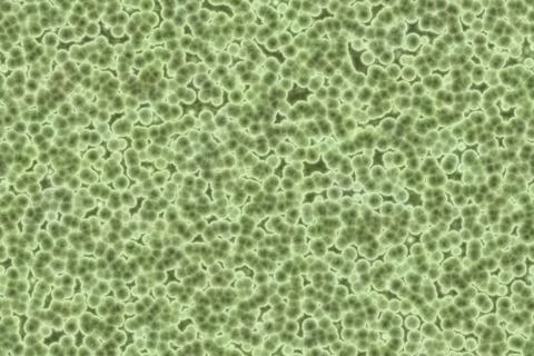 Shape of bacterial cell: cocci, bacilli, spirilla bacteria Stock Illustration