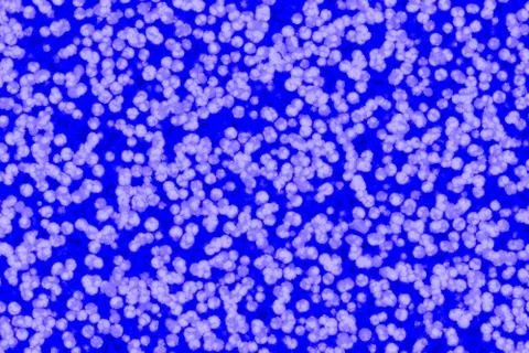 Shape of bacterial cell: cocci, bacilli, spirilla bacteria Stock Illustration