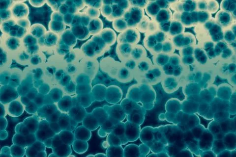 Shape of bacterial cell: cocci, bacilli, spirilla bacteria Stock Illustration