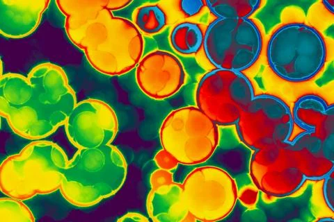 Shape of bacterial cell: cocci, bacilli, spirilla bacteria Stock Illustration