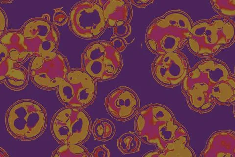 Shape of bacterial cell: cocci, bacilli, spirilla bacteria Stock Illustration